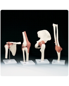 Functional Knee Joint (Right)