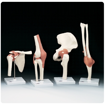 Functional Knee Joint (Right) | Medco Sports Medicine