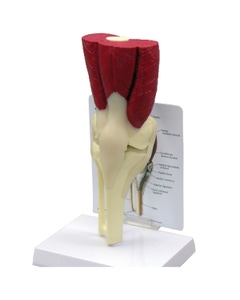 Muscled Knee Joint Model