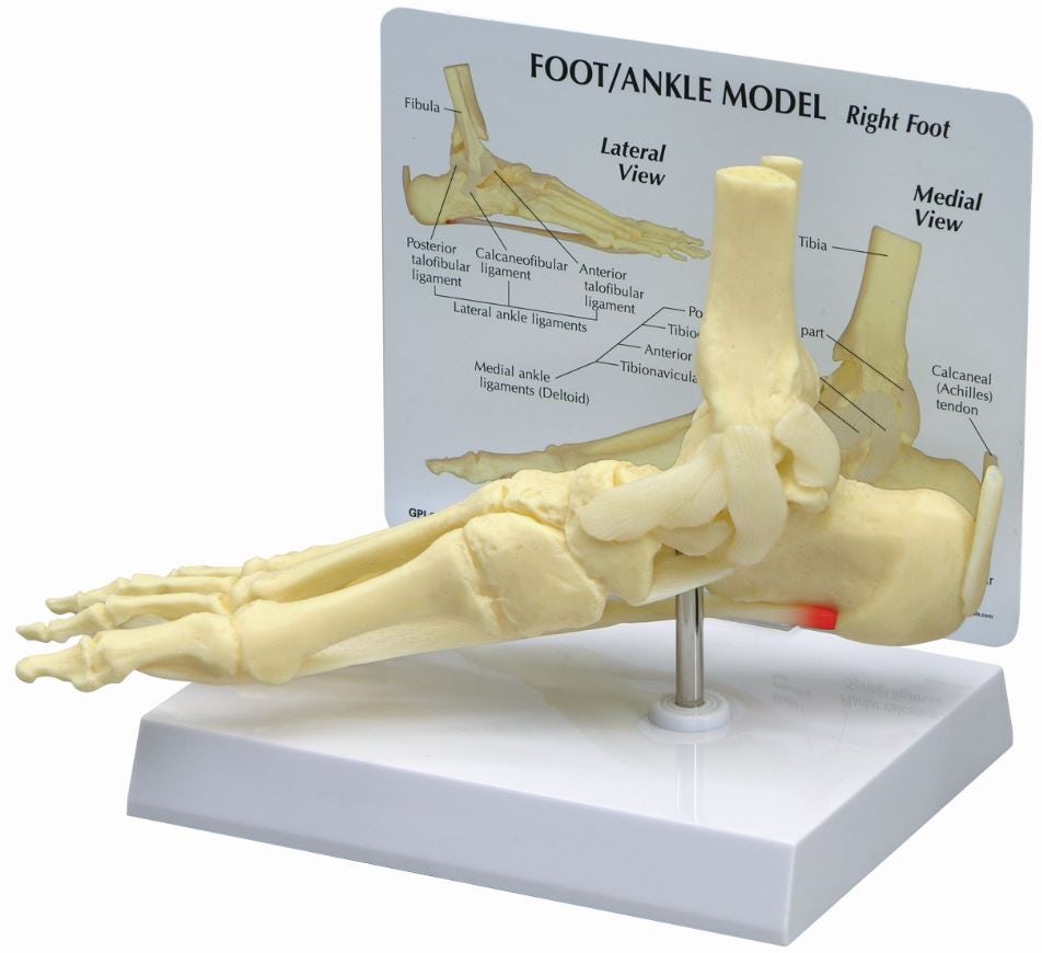 Foot/Ankle Model | Medco Sports Medicine