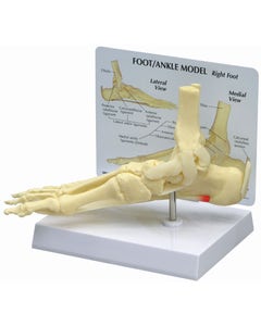 Foot and Ankle Model