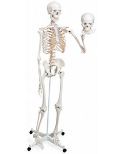 Mr. Plain Skeleton