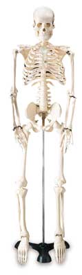 Mr. Thrifty Skeleton | Medco Sports Medicine