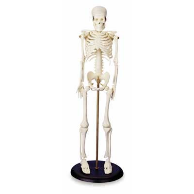My First Skeleton (Tiny Tim) | Medco Sports Medicine